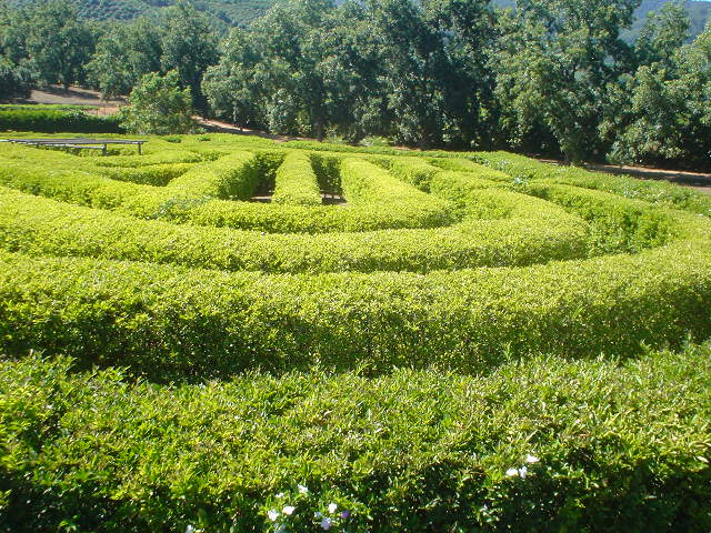 Amorentia estate, maze