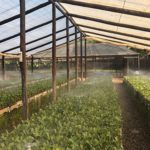 Macadamia Propagation, Amorentia