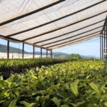 Macadamia Propagation, Amorentia