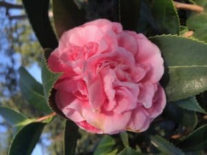 Camellia Japonica, Amorentia, light pink