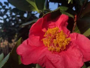 Camellia Japonica, Amorentia, pink