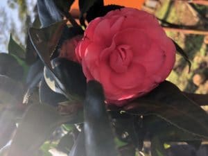 Camellia Japonica, Amorentia, pink