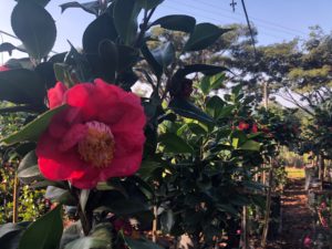 Camellia Japonica, Amorentia, pink bloom