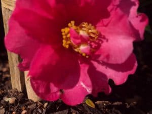 Camellia Japonica, Amorentia, pink