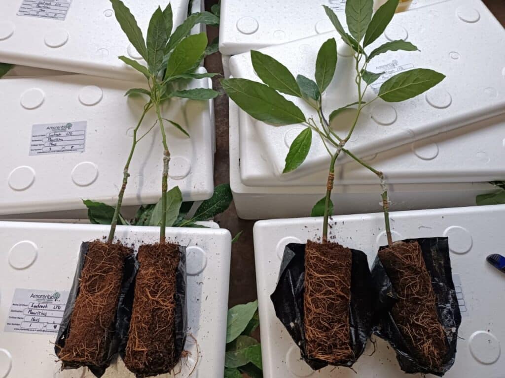 Avocado trees