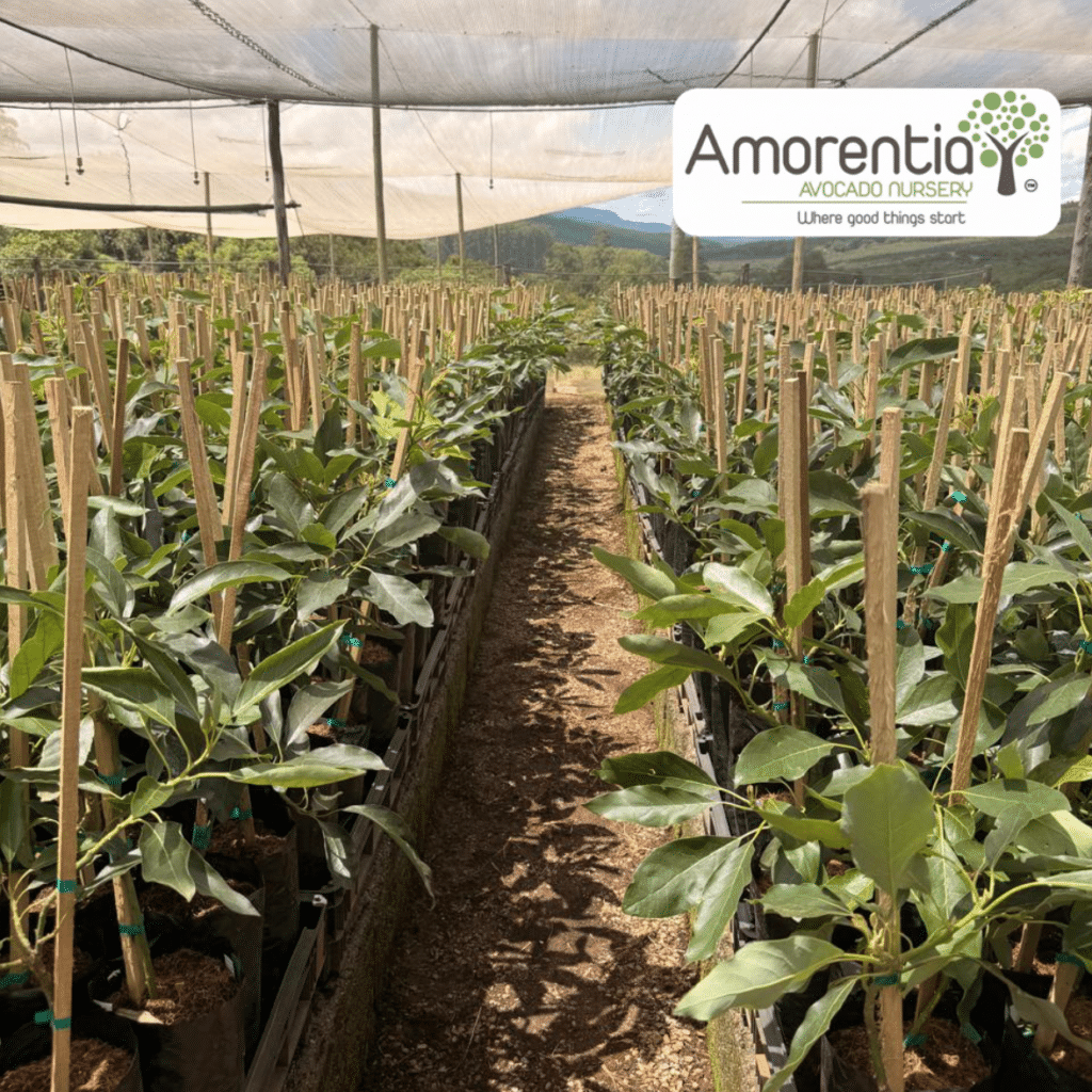 Maluma Avocado Trees