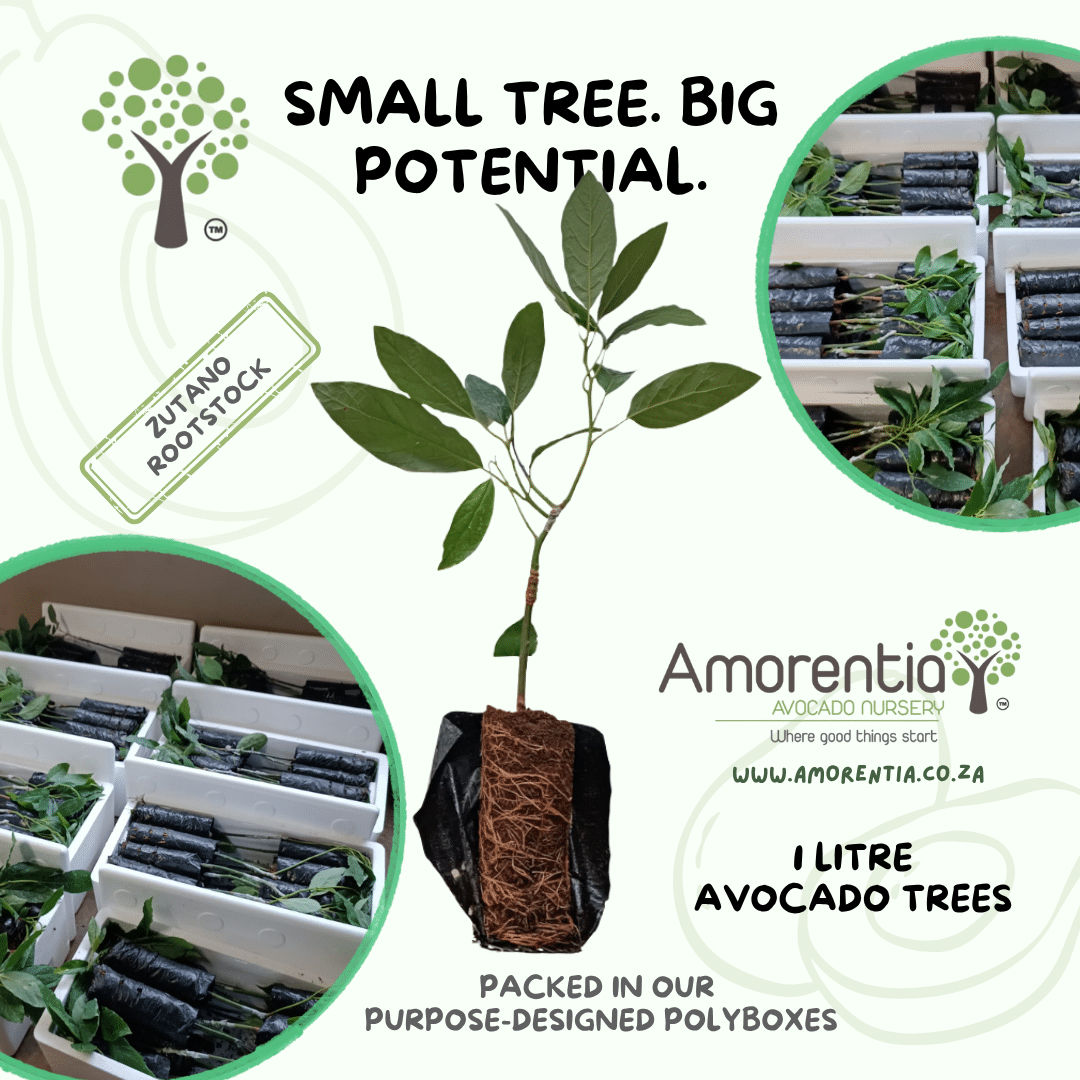 Amorentia 1 Litre Avocado Trees packed in polyboxes