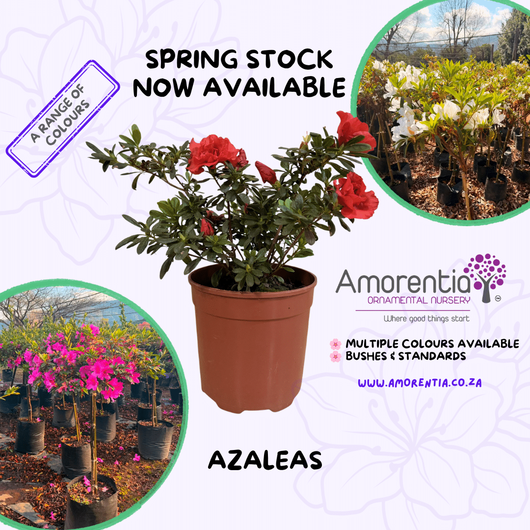 Wholesale Azaleas Spring Stock