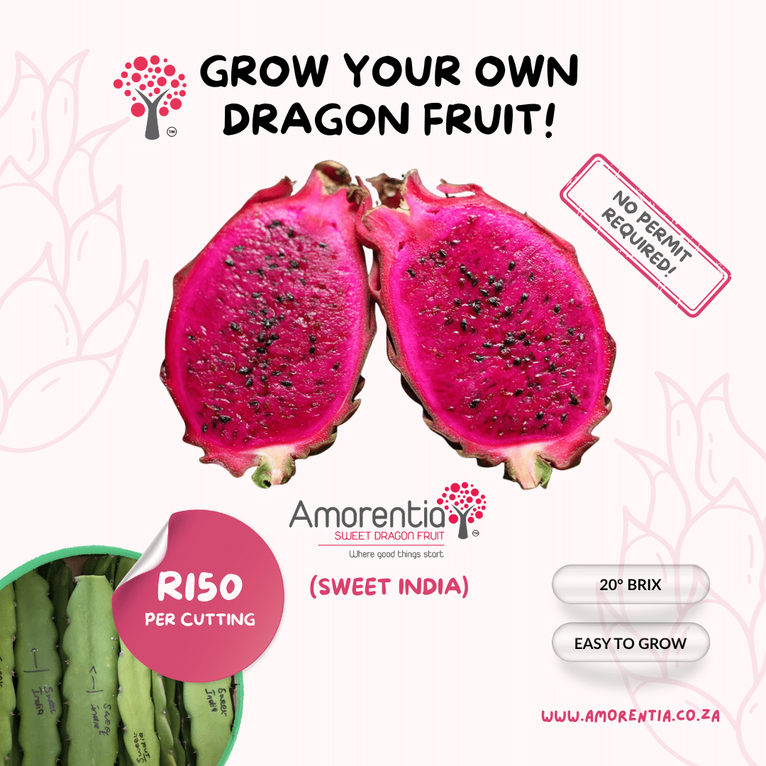 Sweet India dragon fruit with cerise-pink flesh
